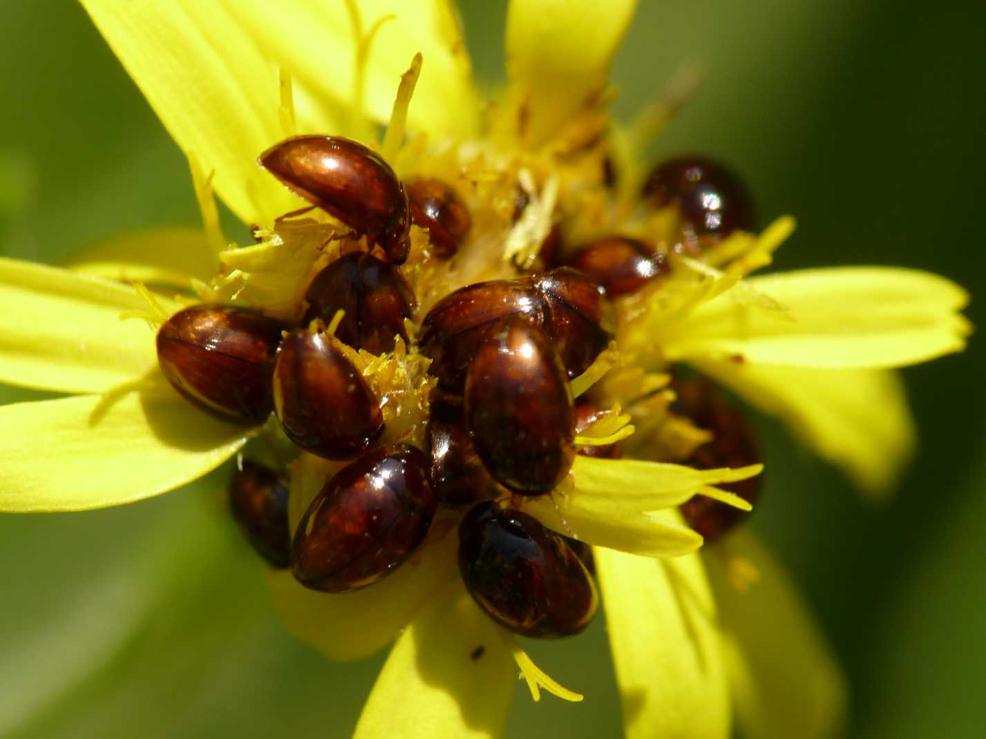 Stilbus sp. (Phalacridae)